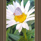 The Daisy and The Butterfly