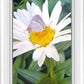 The Daisy and The Butterfly