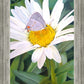 The Daisy and The Butterfly