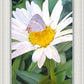 The Daisy and The Butterfly