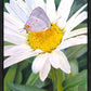 The Daisy and The Butterfly