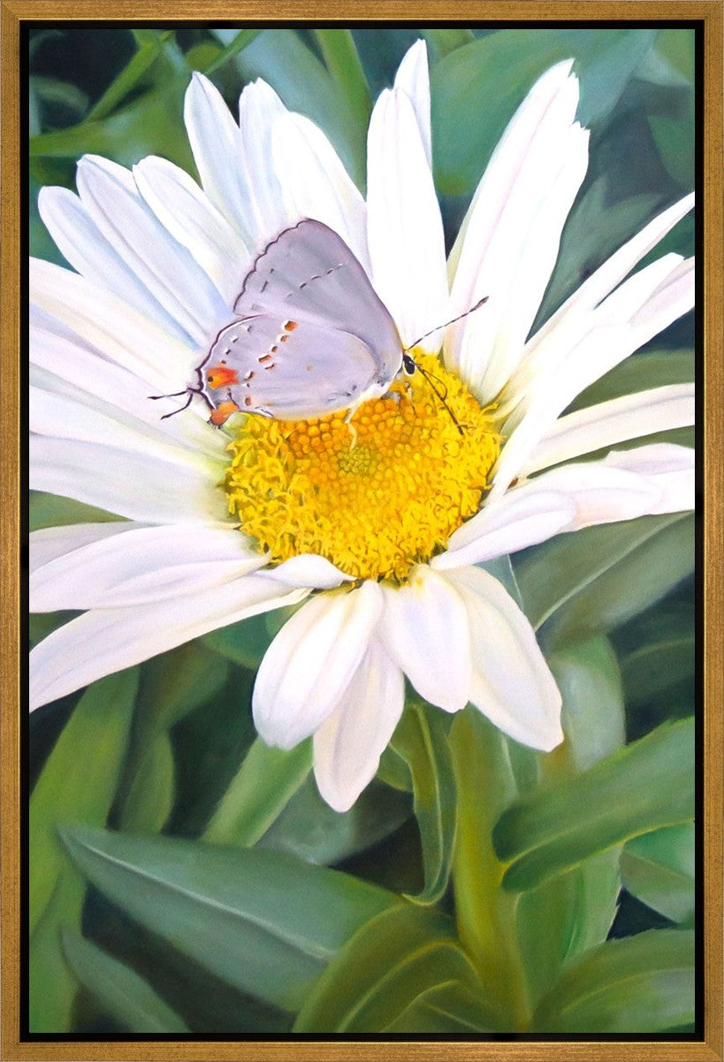 The Daisy and The Butterfly