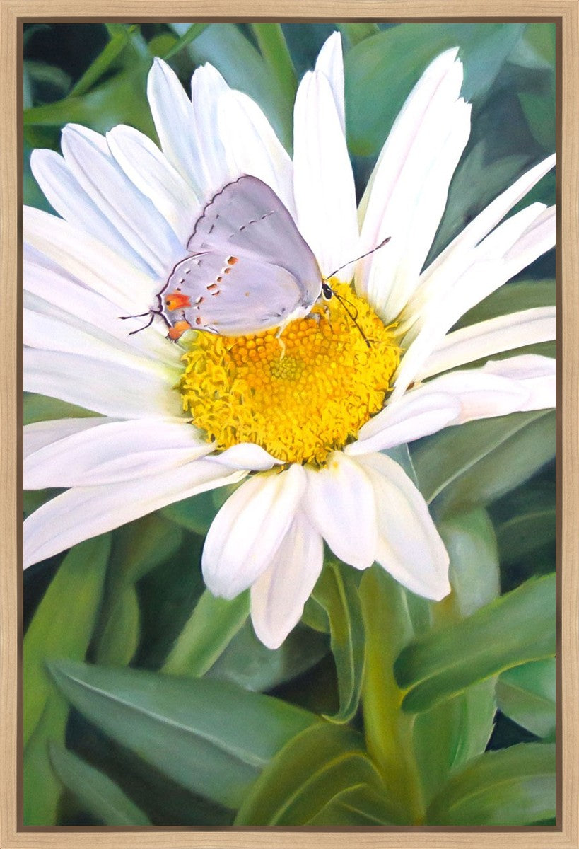 The Daisy and The Butterfly