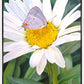 The Daisy and The Butterfly