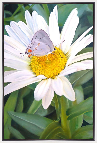 The Daisy and The Butterfly