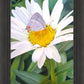 The Daisy and The Butterfly