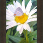 The Daisy and The Butterfly