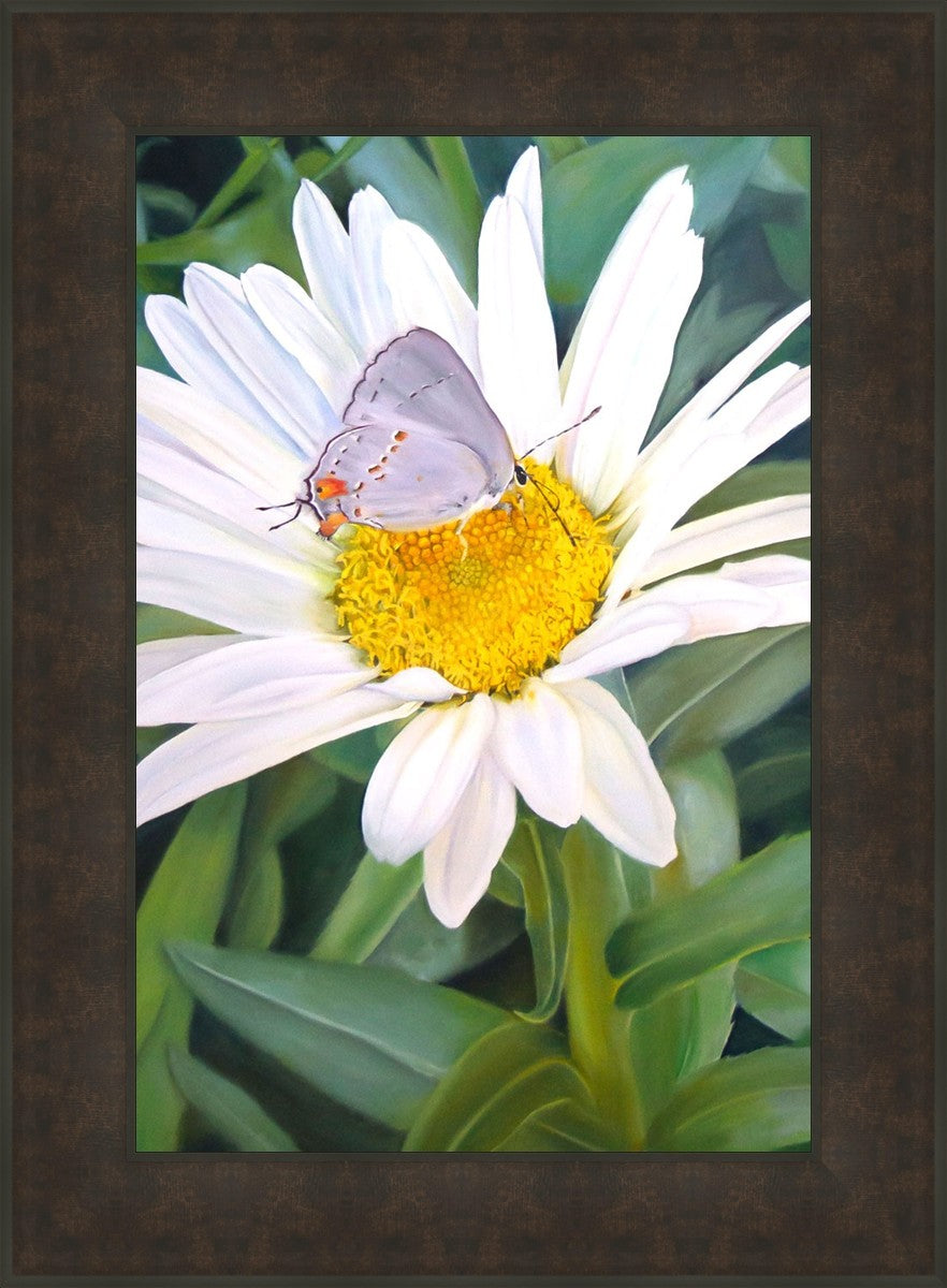 The Daisy and The Butterfly