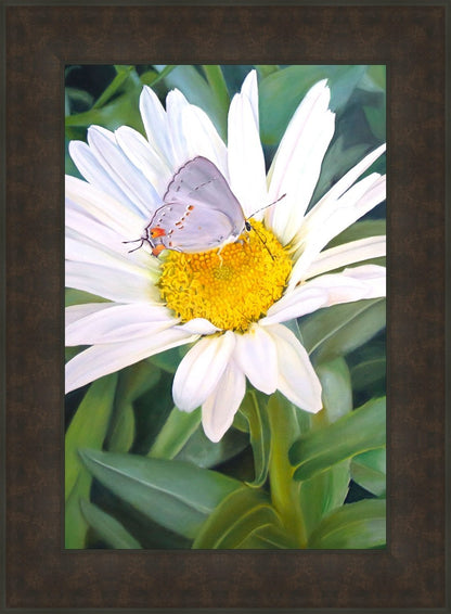 The Daisy and The Butterfly