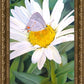 The Daisy and The Butterfly
