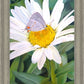 The Daisy and The Butterfly