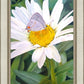 The Daisy and The Butterfly