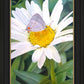 The Daisy and The Butterfly