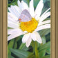 The Daisy and The Butterfly