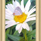 The Daisy and The Butterfly