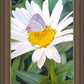 The Daisy and The Butterfly