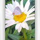 The Daisy and The Butterfly
