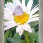 The Daisy and The Butterfly
