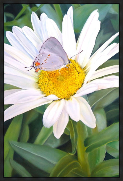 The Daisy and The Butterfly