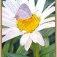 The Daisy and The Butterfly