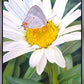 The Daisy and The Butterfly