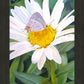 The Daisy and The Butterfly