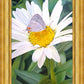 The Daisy and The Butterfly