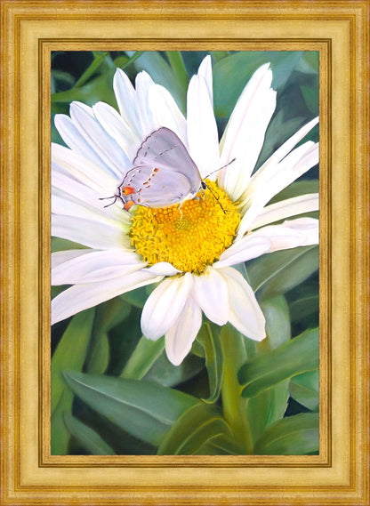The Daisy and The Butterfly