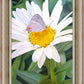 The Daisy and The Butterfly