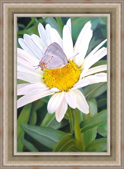 The Daisy and The Butterfly