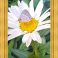The Daisy and The Butterfly