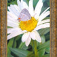 The Daisy and The Butterfly
