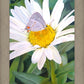 The Daisy and The Butterfly