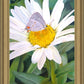 The Daisy and The Butterfly