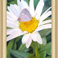 The Daisy and The Butterfly