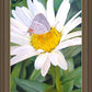 The Daisy and The Butterfly