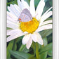 The Daisy and The Butterfly