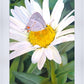 The Daisy and The Butterfly