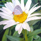 The Daisy and The Butterfly