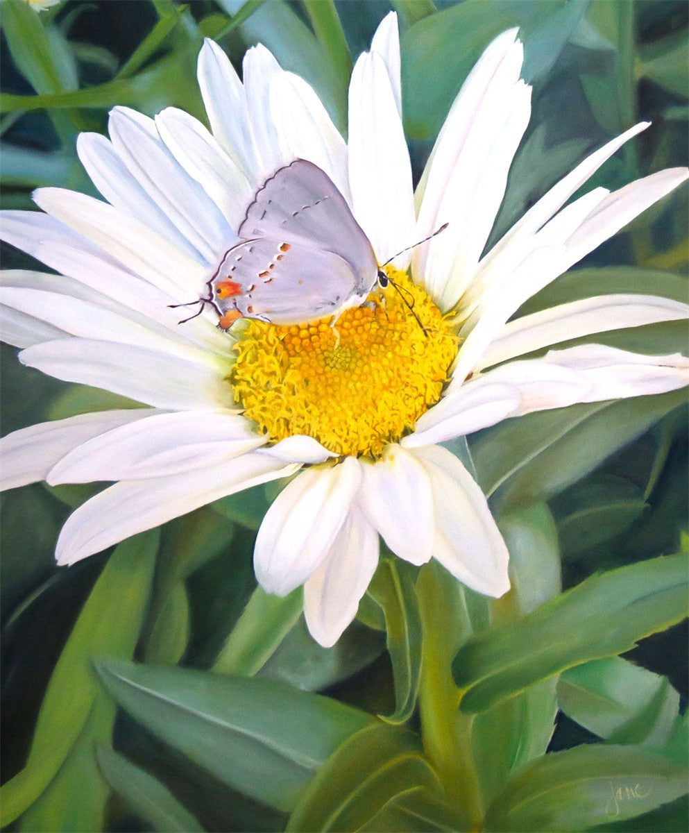 The Daisy and The Butterfly
