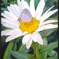 The Daisy and The Butterfly