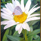 The Daisy and The Butterfly