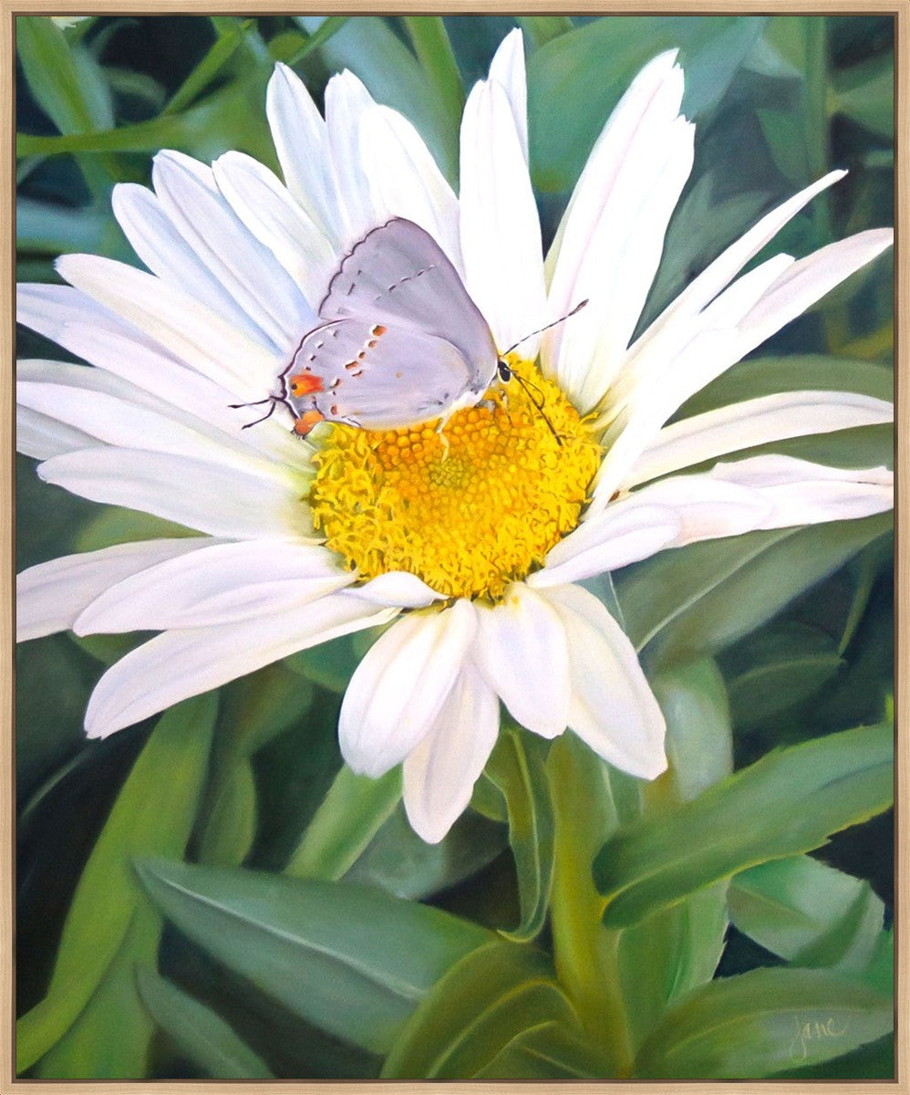 The Daisy and The Butterfly