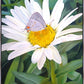 The Daisy and The Butterfly