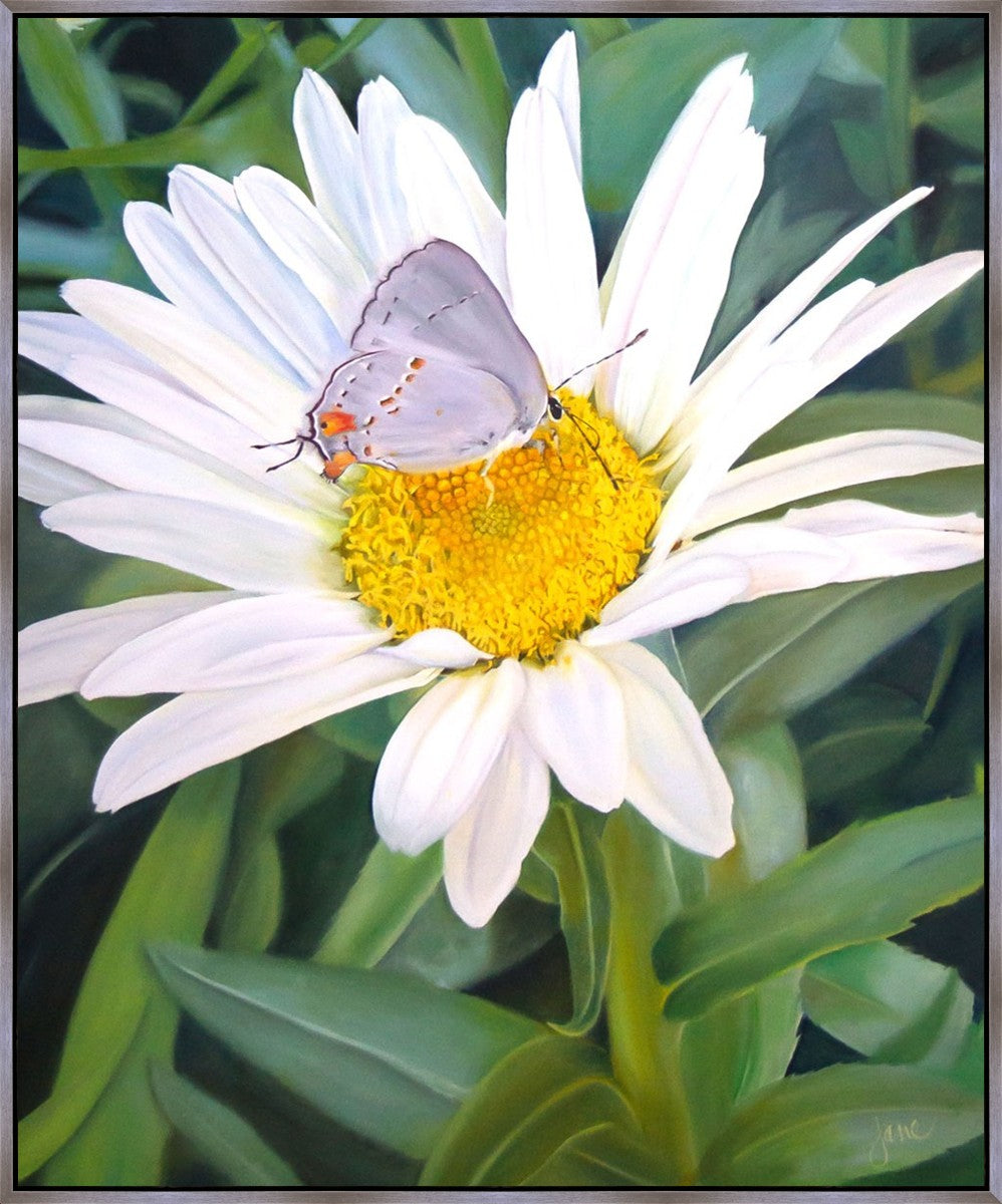 The Daisy and The Butterfly