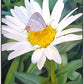 The Daisy and The Butterfly