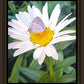 The Daisy and The Butterfly