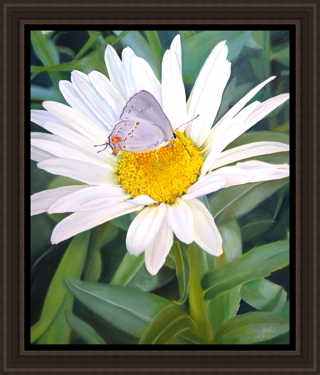 The Daisy and The Butterfly