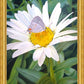The Daisy and The Butterfly