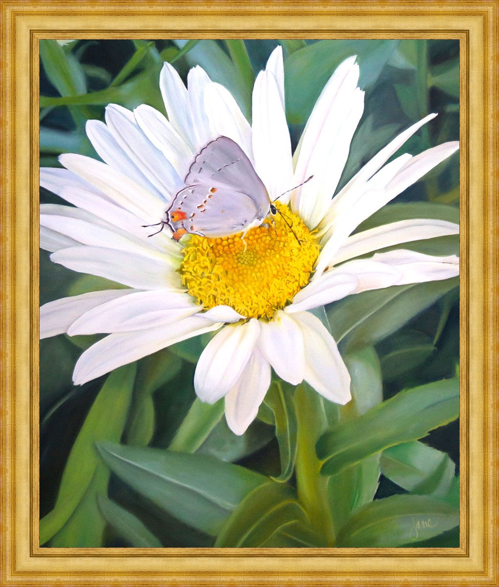 The Daisy and The Butterfly